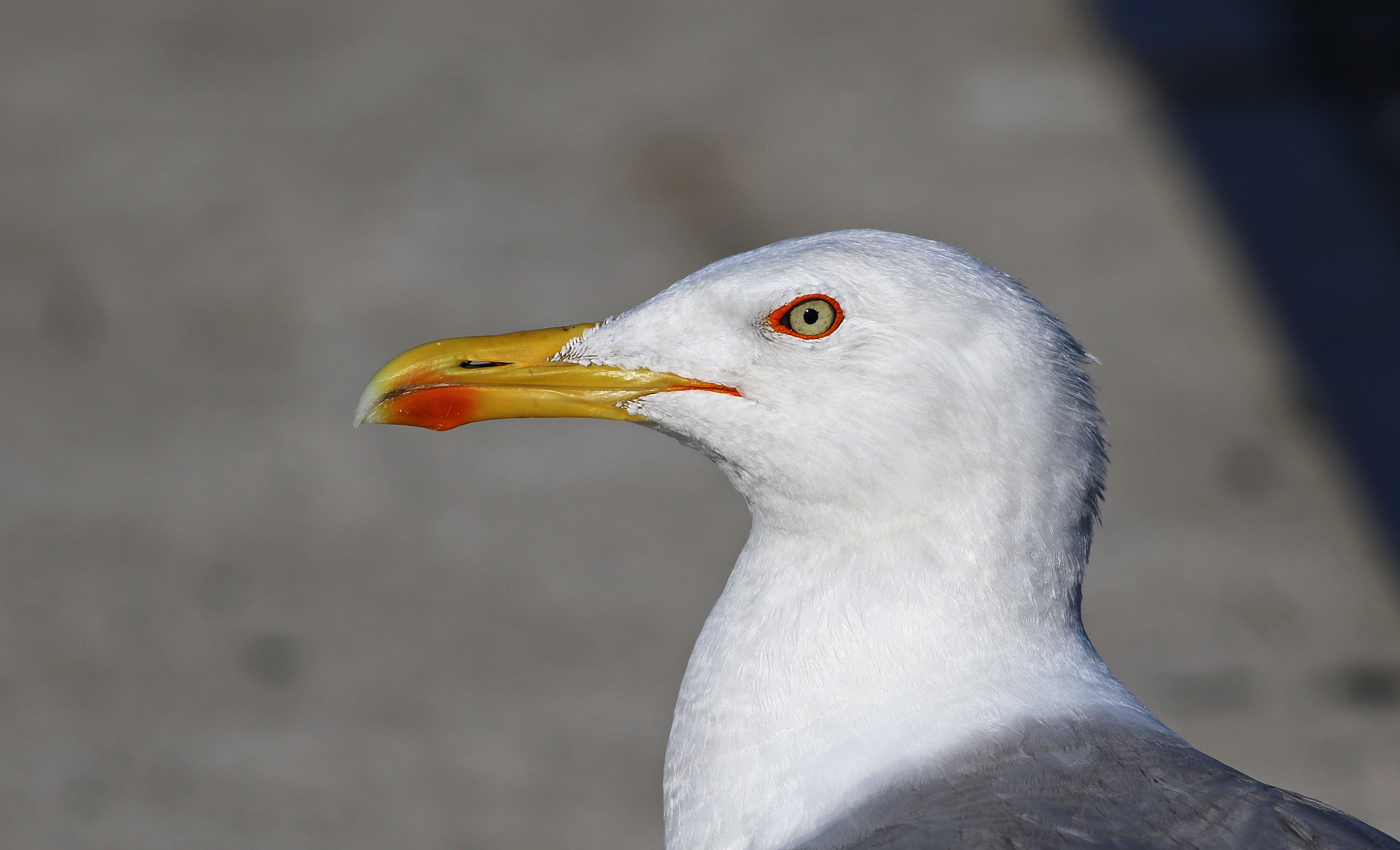 Yellow-legged Gull